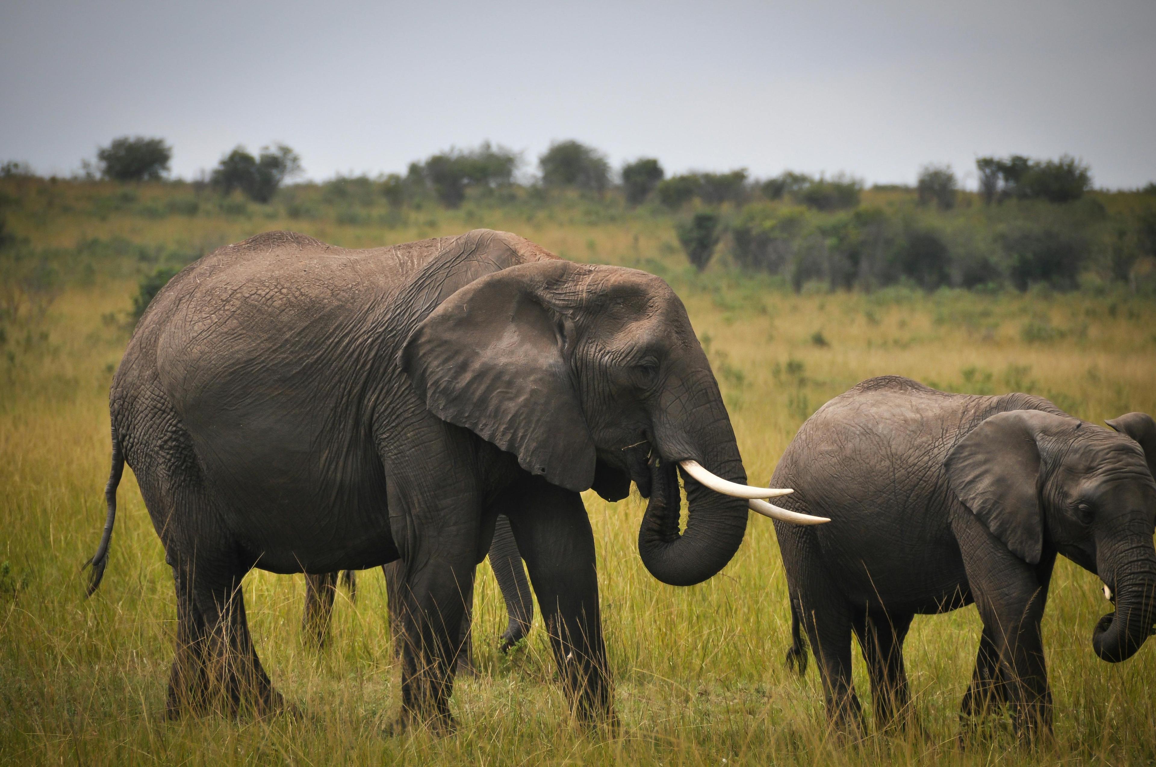 Safari landscape