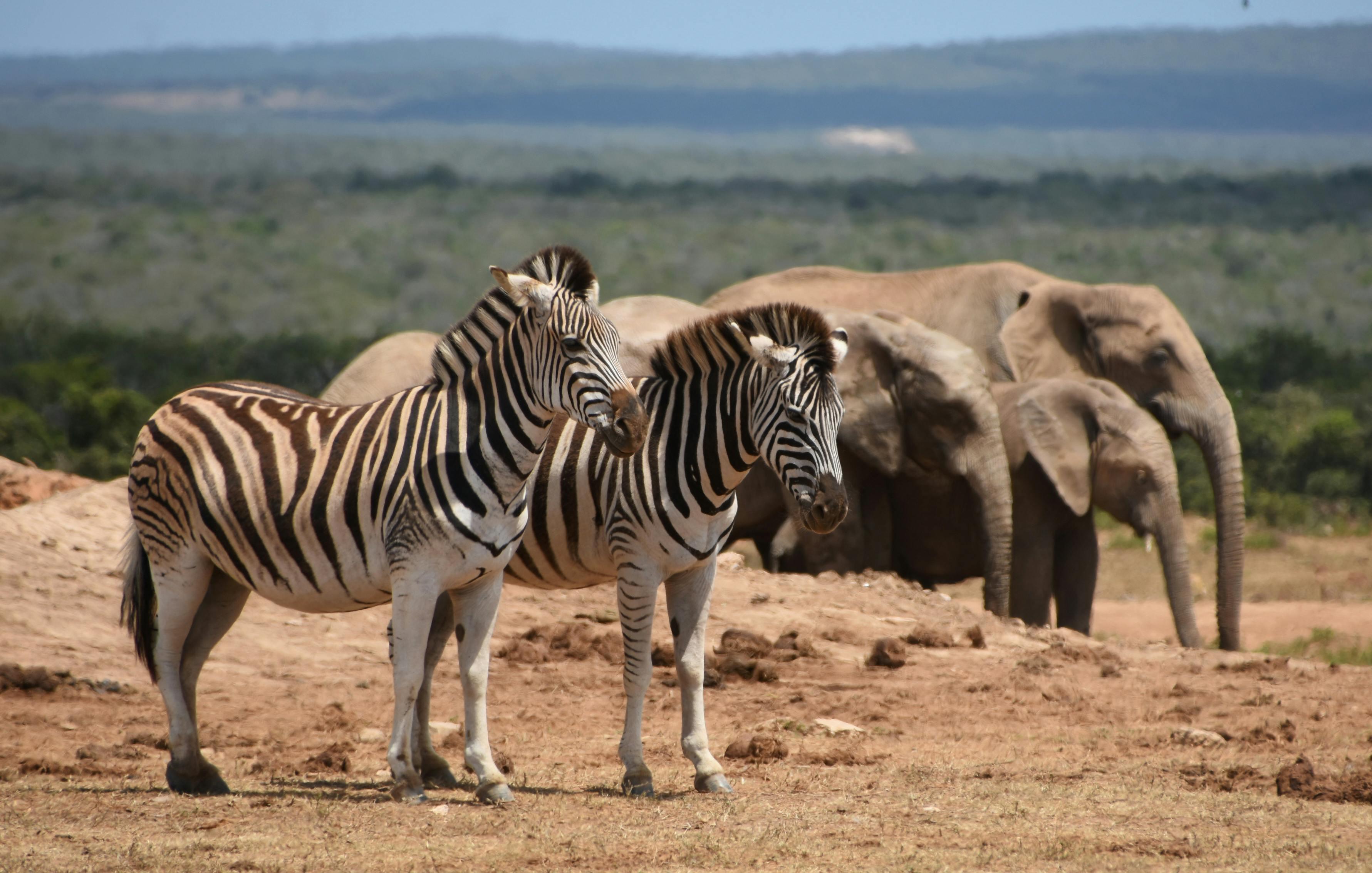 Safari landscape